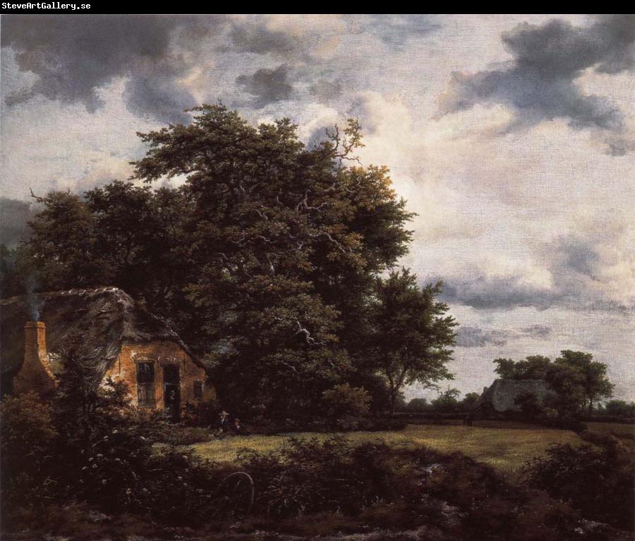 Jacob van Ruisdael Cottage under the trees near a Grainfield